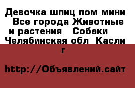 Девочка шпиц пом мини - Все города Животные и растения » Собаки   . Челябинская обл.,Касли г.